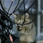 How to protect wires from a cat