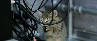 Как защитить провода от кошки